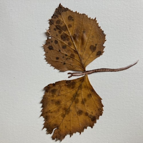 Leaf moth