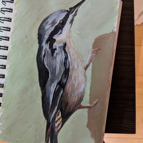 Nuthatch