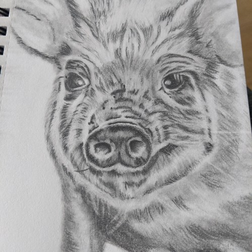 Pig