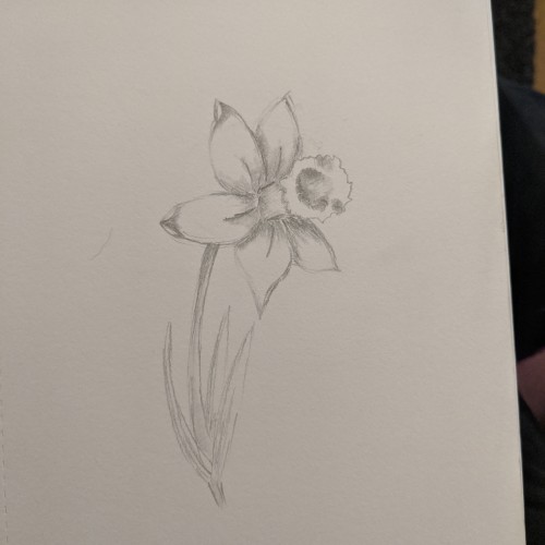 Daffodil