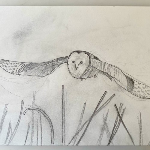 barn owl