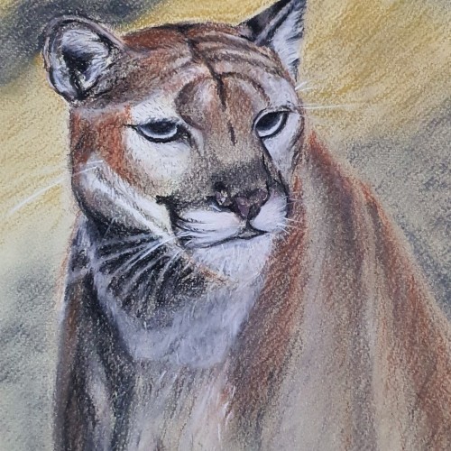 Puma (Tinted charcoal on pastel paper)