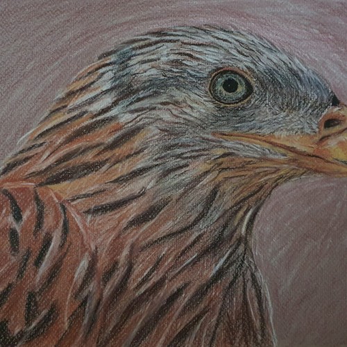 Red Kite (Pencil on Pastel Paper)