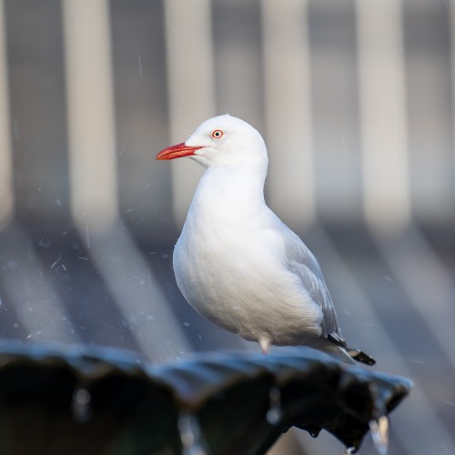 seagull at water fountain