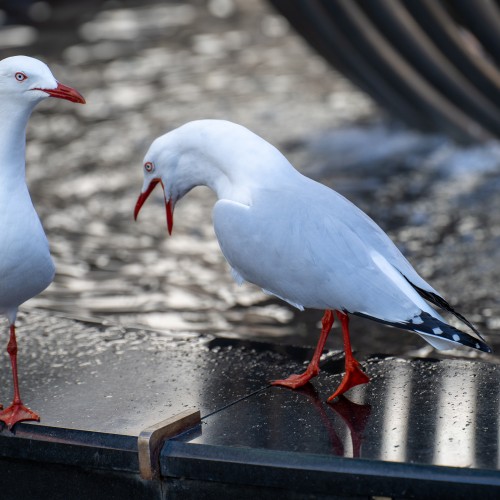 seagulls being weird