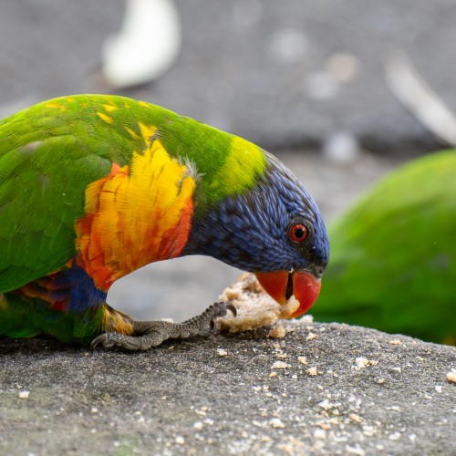 lorikeet and bread