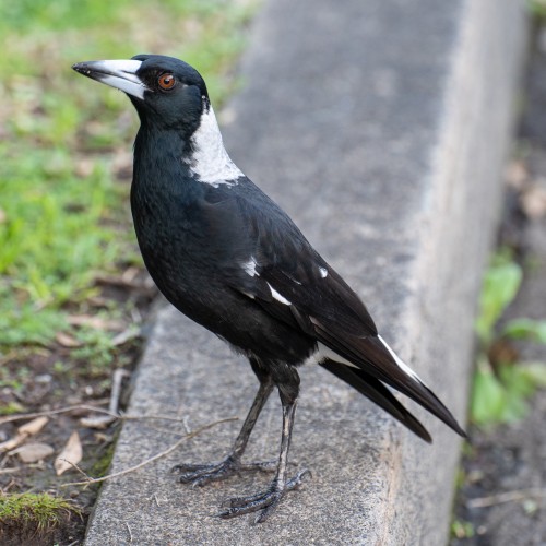 nervous magpie