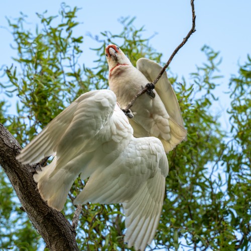 long-billed corella