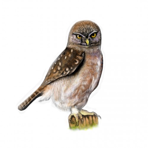 Austral Pygmy Owl