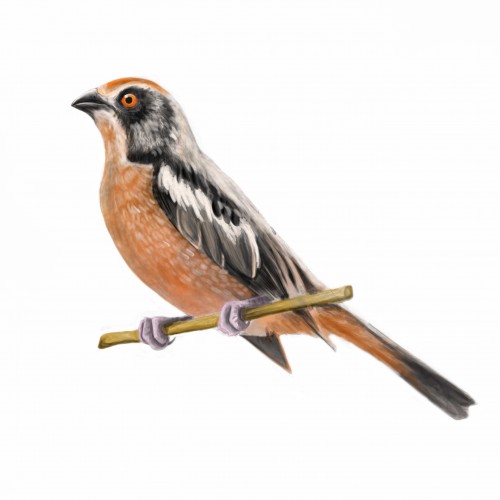 The rufous-tailed plantcutter