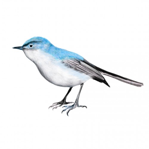 Blue-grey Gnatcatcher