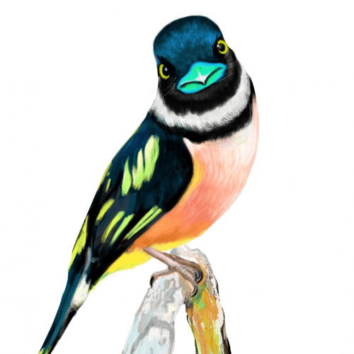 Black-and-yellow Broadbill