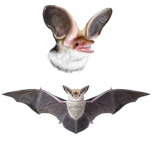 Big-eared Brown Bat
