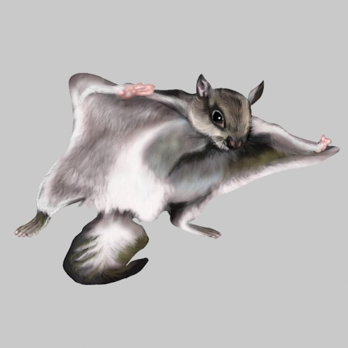 Northern flying squirrel 02