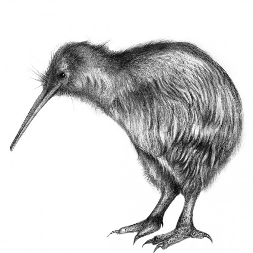 Northern Brown Kiwi