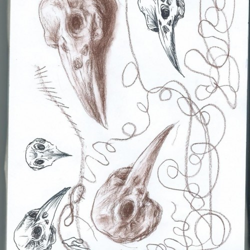 Raven skulls