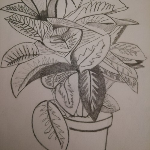 Plant