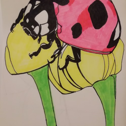 Ladybug