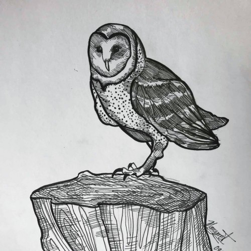 Owl Doodle