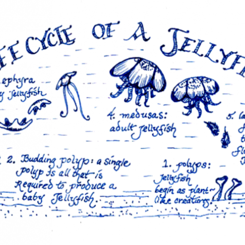 Life Cycle of a Jellyfish