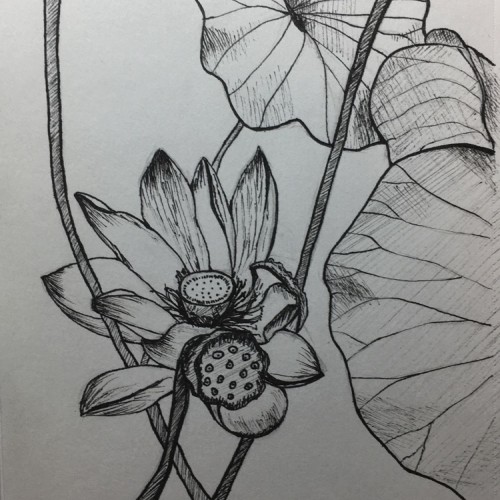 Inked Lotus Flowers