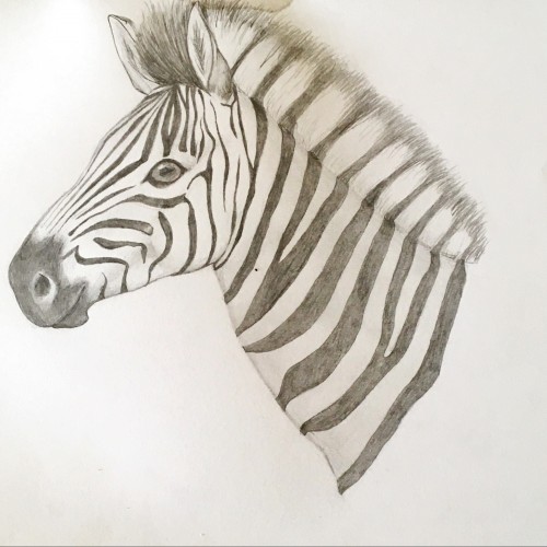 Zebra sketch