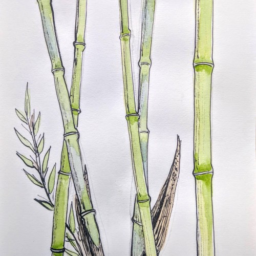 Bamboo with bamboo pen