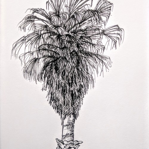 Palm tree