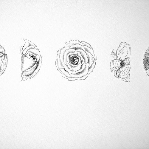 Rosy moon phases