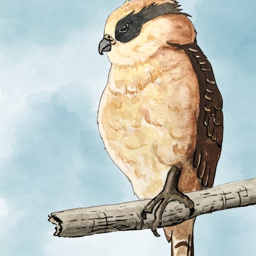 Laughing Falcon