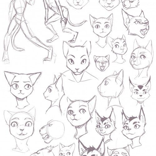 Cat practice