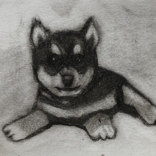 Shiba