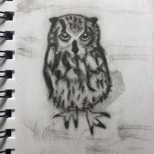 Owl