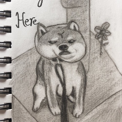 Stay with Shiba