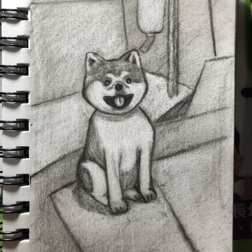 Loyal Akita