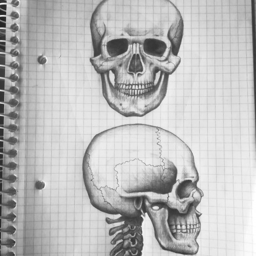 Skull Study