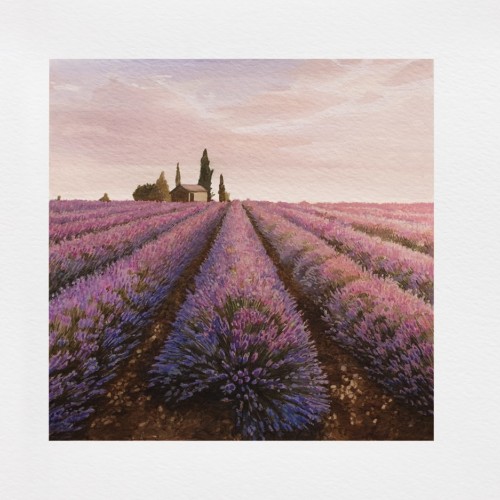 Lavender field