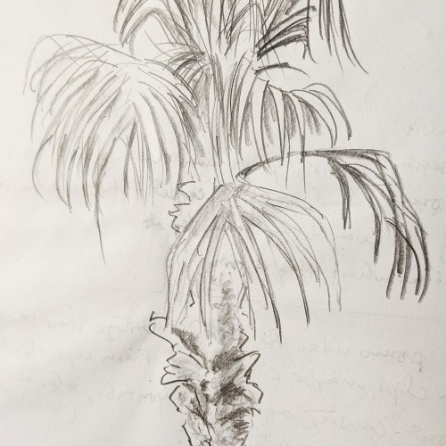 Palm tree