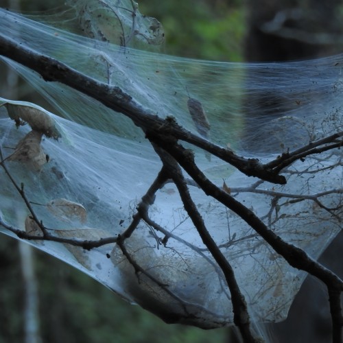 Tree branch holding nest