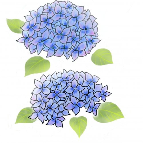 Blue Hydrangea