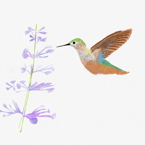 Hummingbird and purple flower