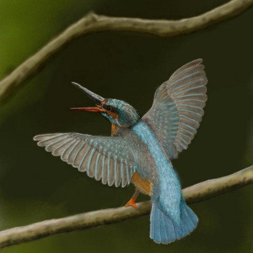 Kingfisher