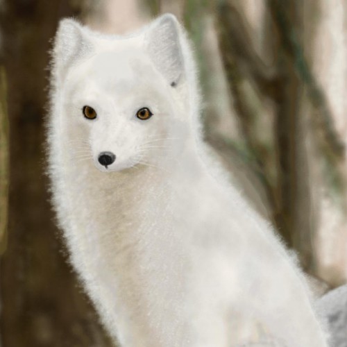 Arctic Fox