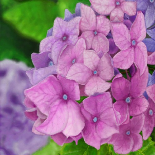 Hydrangea