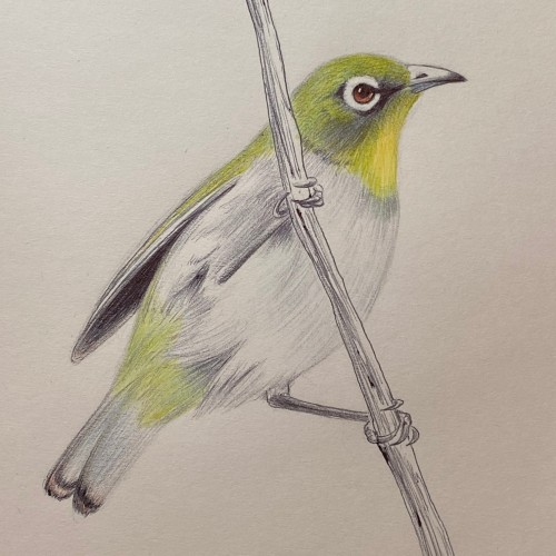 Japanese White Eye