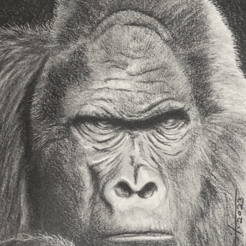 Gorilla