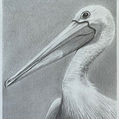 Pelican