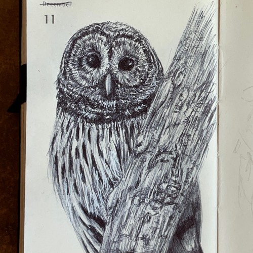 Inktober Day 11 Short-eared Owl