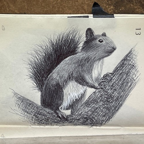 Inktober Day 13 Squirrel