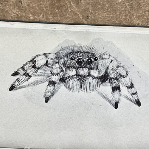 Jumping Spider